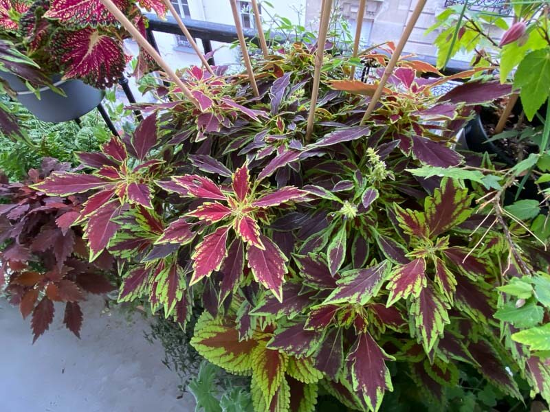 Potée de coléus (Solenostemon) en fin d'été sur mon balcon parisien, Paris 19e (75)