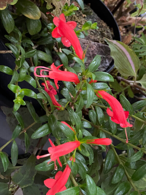 Aeschynanthus buxifolius, Gesnériacées, en été sur mon balcon parisien, Paris 19e (75)
