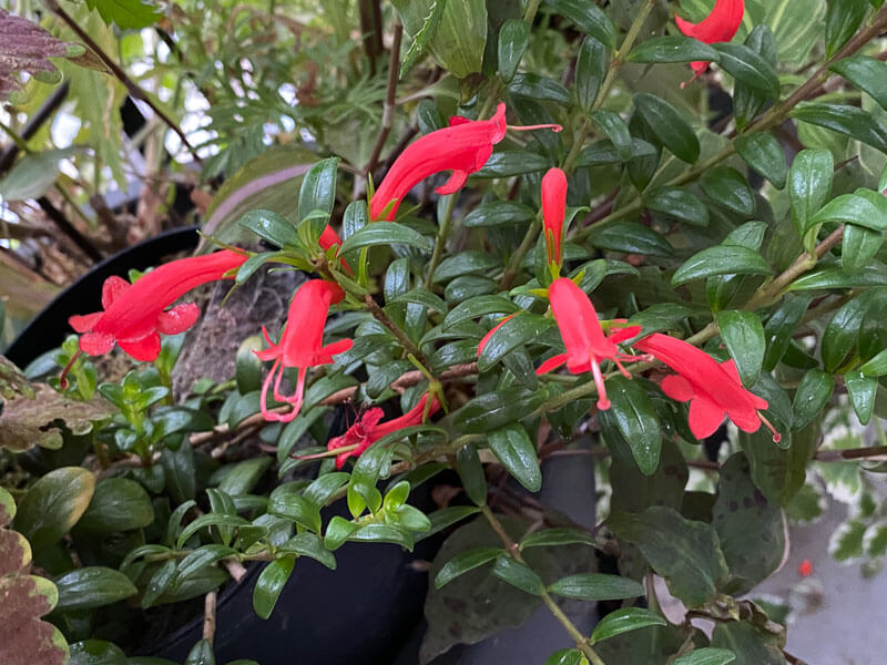 Aeschynanthus buxifolius, Gesnériacées, en été sur mon balcon parisien, Paris 19e (75)