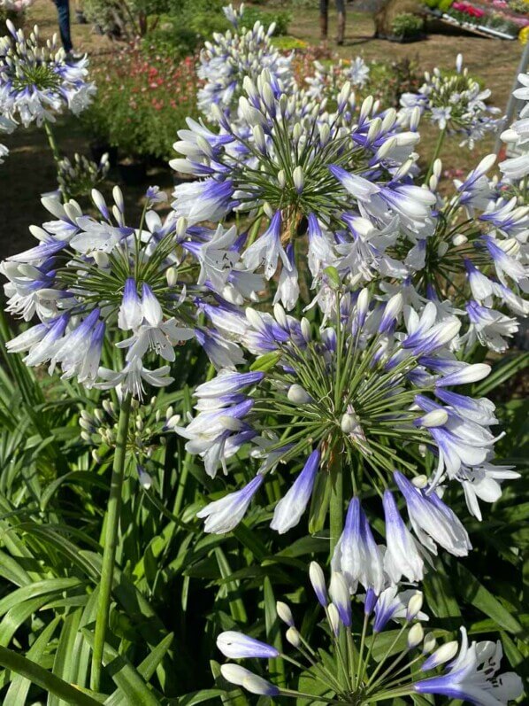 Agapanthe 'Twister', La Maladrerie Saint-Lazare, Beauvais (60)