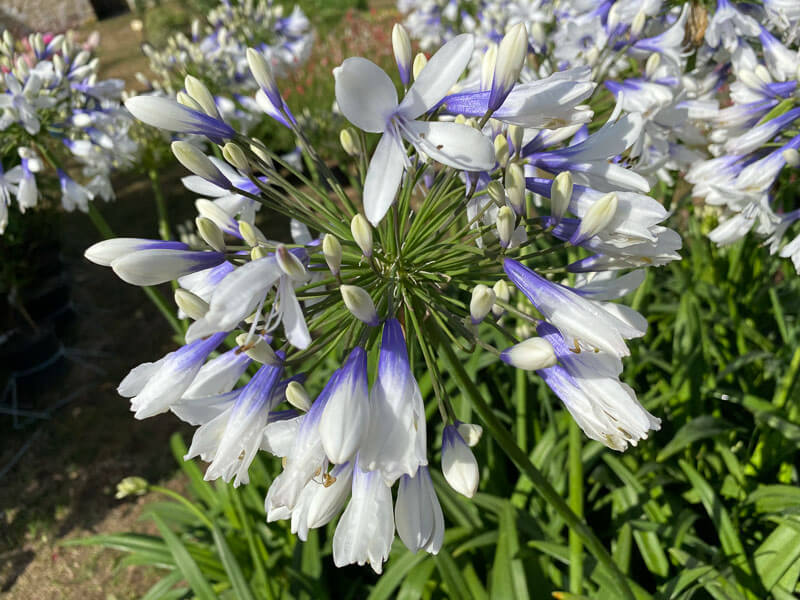 Agapanthe 'Twister', La Maladrerie Saint-Lazare, Beauvais (60)