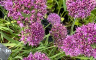 Allium 'Lavender Bubbles', pépinières Caillarec, La Folie des Plantes, parc du Grand Blottereau, Nantes (49)