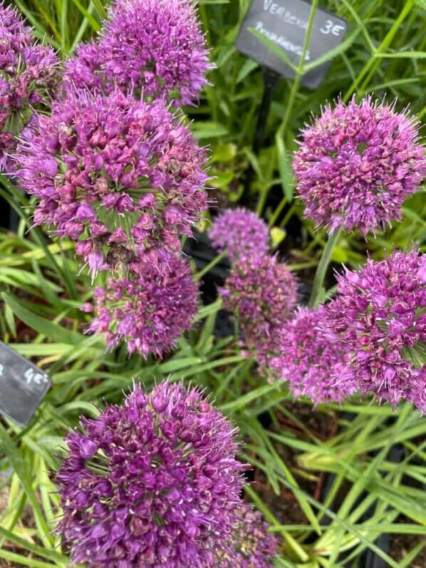 Allium 'Lavender Bubbles', pépinières Caillarec, La Folie des Plantes, parc du Grand Blottereau, Nantes (44)