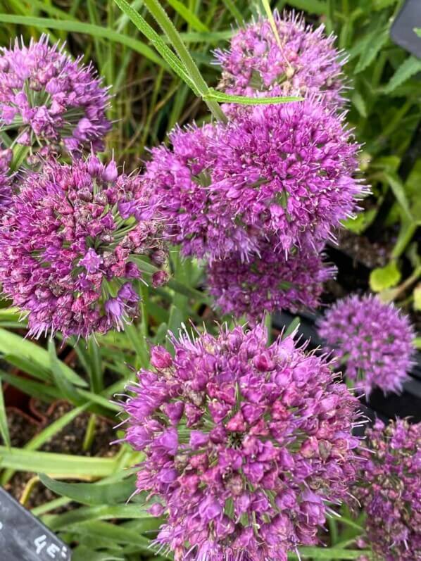 Allium 'Lavender Bubbles', pépinières Caillarec, La Folie des Plantes, parc du Grand Blottereau, Nantes (44)