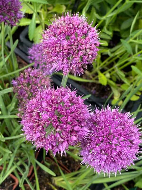 Allium 'Lavender Bubbles', pépinières Caillarec, La Folie des Plantes, parc du Grand Blottereau, Nantes (44)
