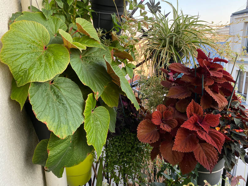 Potées de Begonia 'Torsa', coléus et chlorophytum en été sur mon balcon parisien, Paris 19e (75)