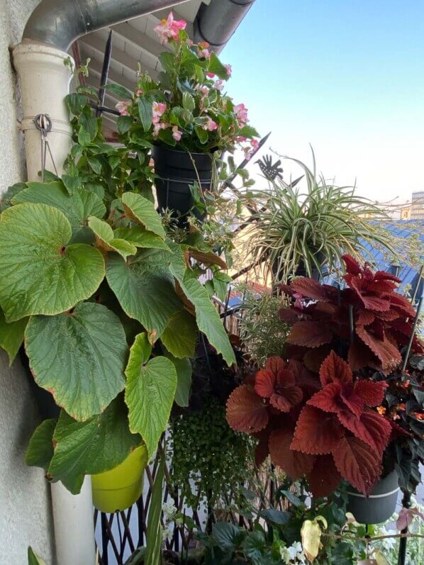Potées de Begonia 'Torsa', coléus et chlorophytum en été sur mon balcon parisien, Paris 19e (75)