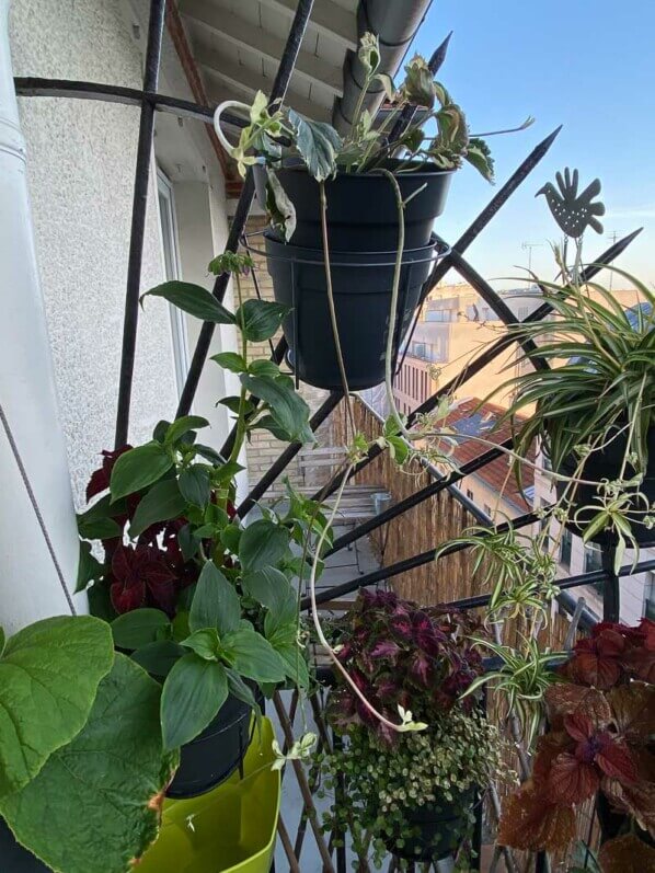 Potées de Begonia 'Torsa', coléus et chlorophytum au printemps sur mon balcon parisien, Paris 19e (75)