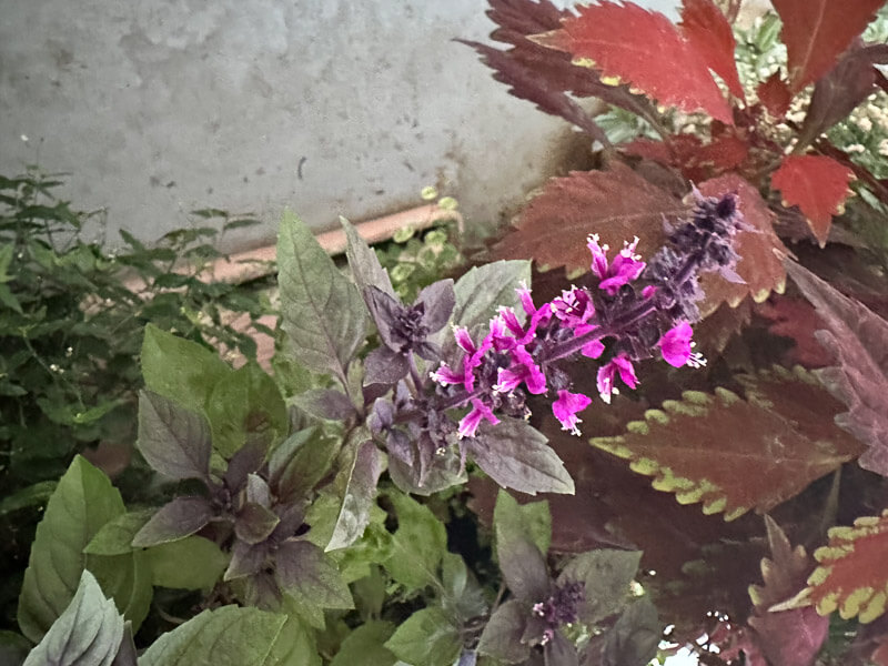 Basilic pourpre, Ocymum basilicum 'Ruby', en début d'automne sur mon balcon parisien, Paris 19e (75)