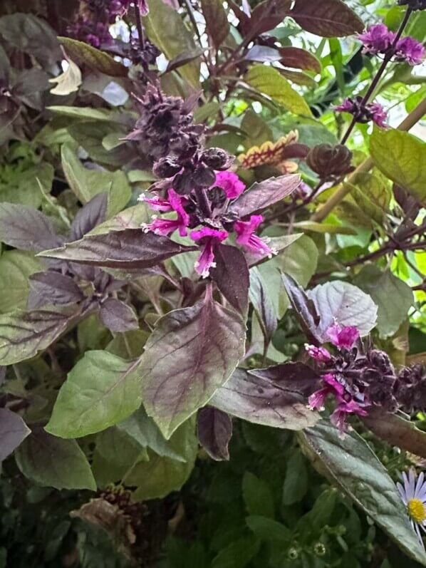 Basilic pourpre, Ocymum basilicum 'Ruby', en début d'automne sur mon balcon parisien, Paris 19e (75)