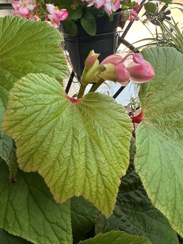 Begonia 'Torsa' en début d'automne sur mon balcon parisien, Paris 19e (75)