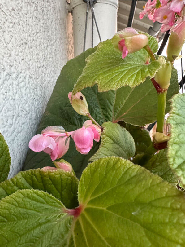 Begonia 'Torsa' en début d'automne sur mon balcon parisien, Paris 19e (75)