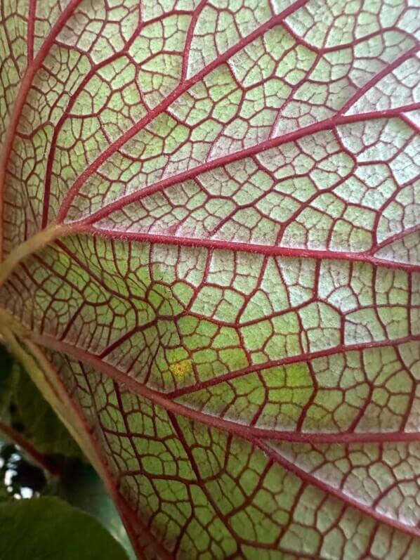 Begonia 'Torsa' en début d'automne sur mon balcon parisien, Paris 19e (75)
