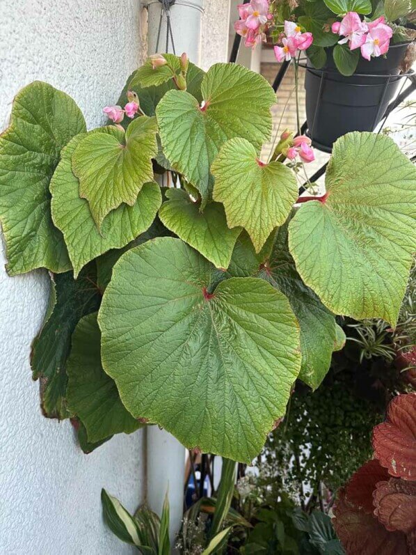 Begonia 'Torsa' en début d'automne sur mon balcon parisien, Paris 19e (75)