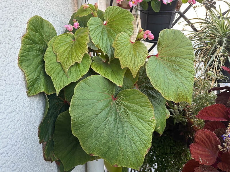 Begonia 'Torsa' en début d'automne sur mon balcon parisien, Paris 19e (75)