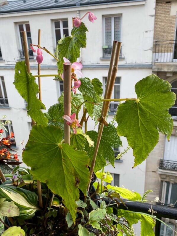 Begonia formosana f. albomaculata en été sur mon balcon parisien, Paris 19e (75)