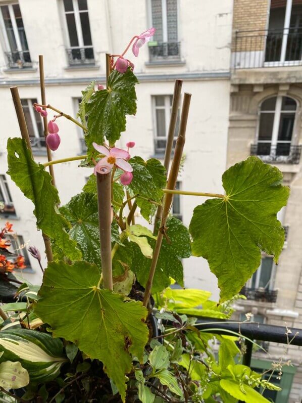 Begonia formosana f. albomaculata en été sur mon balcon parisien, Paris 19e (75)