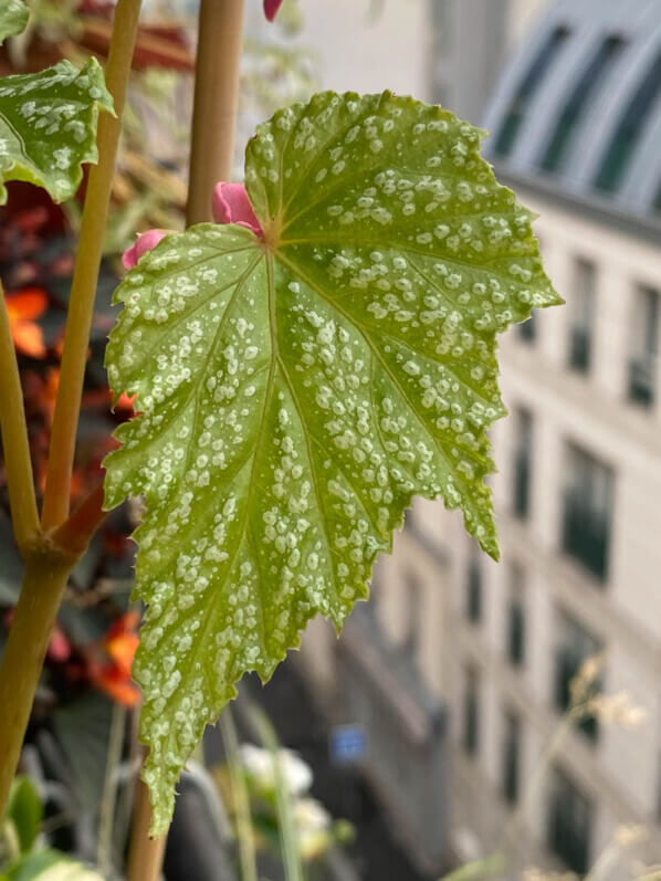 Begonia formosana f. albomaculata en été sur mon balcon parisien, Paris 19e (75)