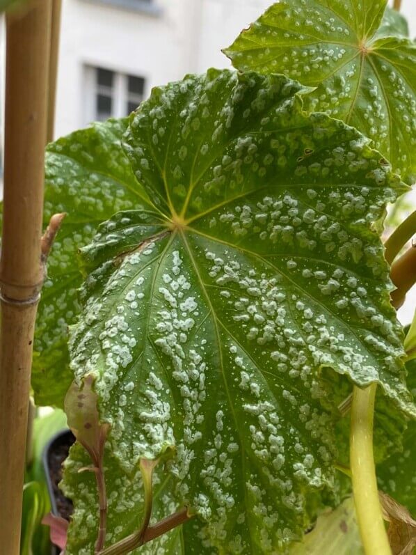 Begonia formosana f. albomaculata en été sur mon balcon parisien, Paris 19e (75)