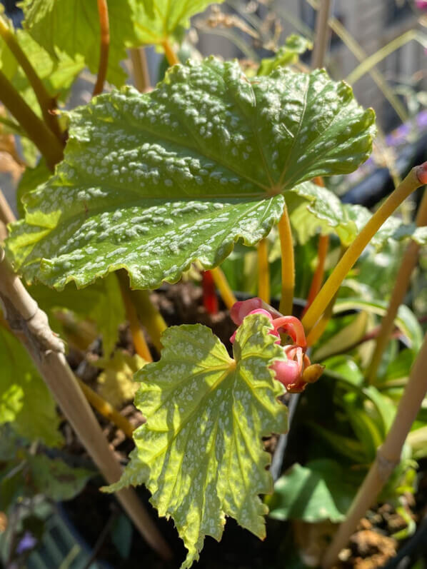Lire la suite à propos de l’article Begonia formosana f. albomaculata