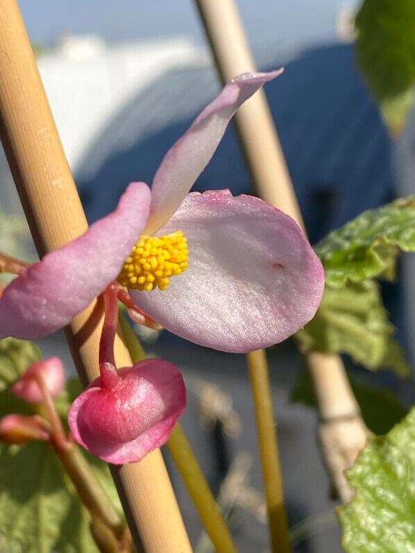 Begonia formosana f. albomaculata en été sur mon balcon parisien, Paris 19e (75)