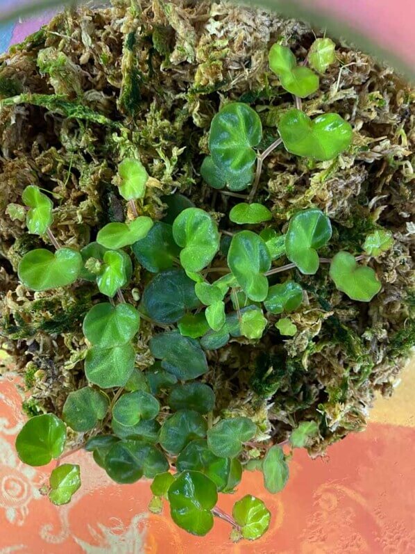 Lire la suite à propos de l’article Belle croissance du Begonia lichenora dans son terrarium