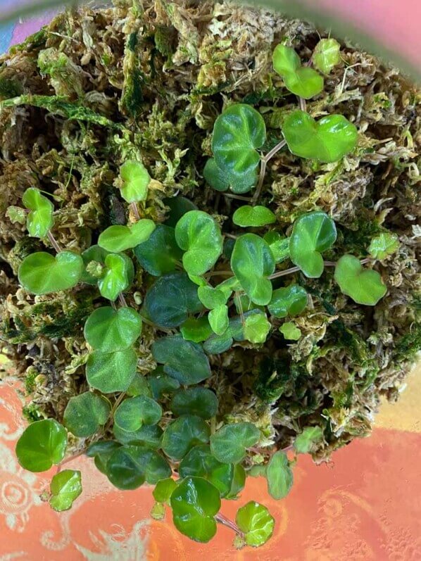 Begonia lichenora, Bégoniacées, plantes d'intérieur, terrarium, Paris 19e (75)