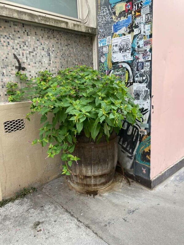 Belle-de-nuit (Mirabilis jalapa) cultivée dans un tonneau, Paris 11e (75)