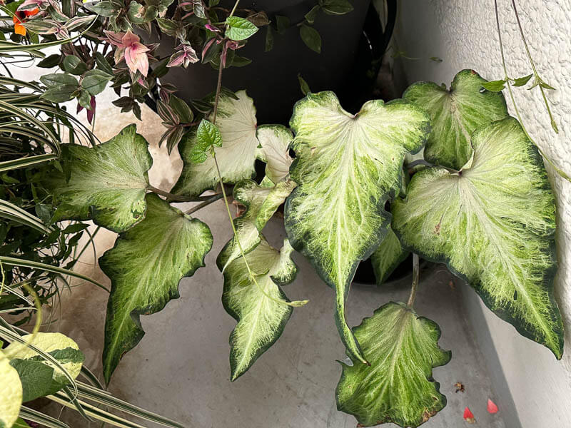 Potée de Caladium, Araceae, en début d'automne sur mon balcon parisien, Paris 19e (75)