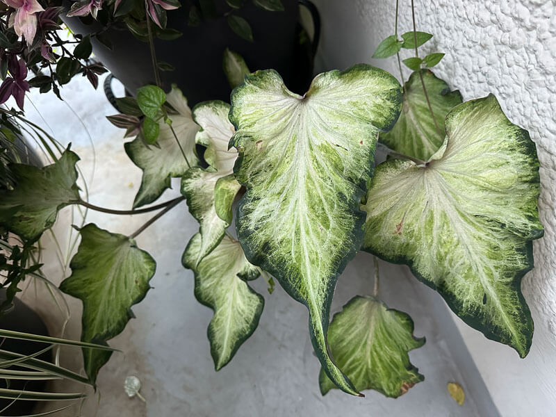 Potée de Caladium, Araceae, en début d'automne sur mon balcon parisien, Paris 19e (75)