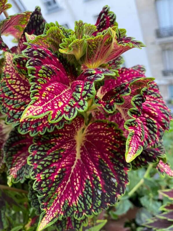 Potée de coléus (Solenostemon) en fin d'été sur mon balcon parisien, Paris 19e (75)