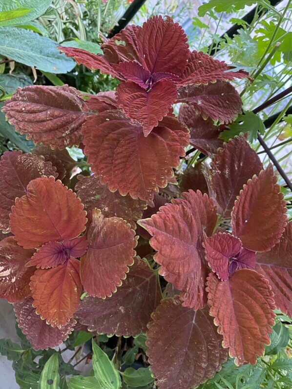 Potée de coléus (Solenostemon) en fin d'été sur mon balcon parisien, Paris 19e (75)