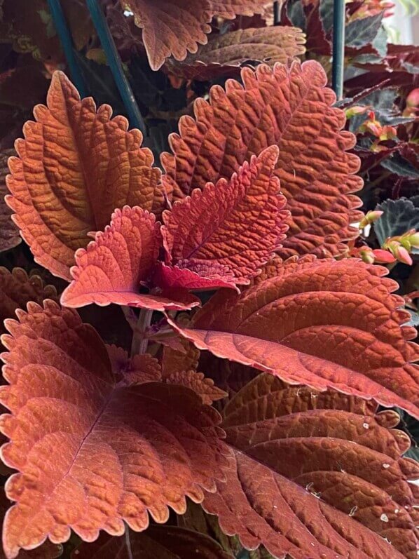 Potée de coléus (Solenostemon) en fin d'été sur mon balcon parisien, Paris 19e (75)