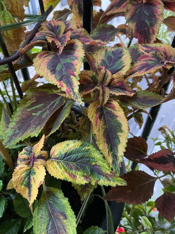 Potée de coléus (Solenostemon) en fin d'été sur mon balcon parisien, Paris 19e (75)