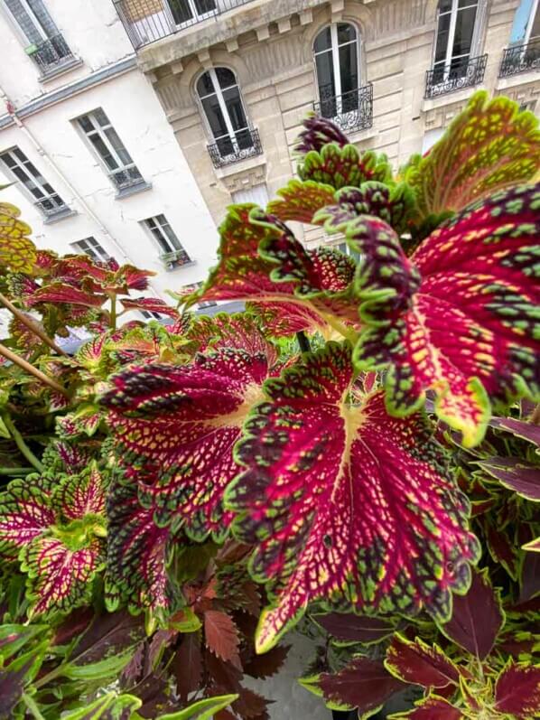 Potée de coléus (Solenostemon) en fin d'été sur mon balcon parisien, Paris 19e (75)