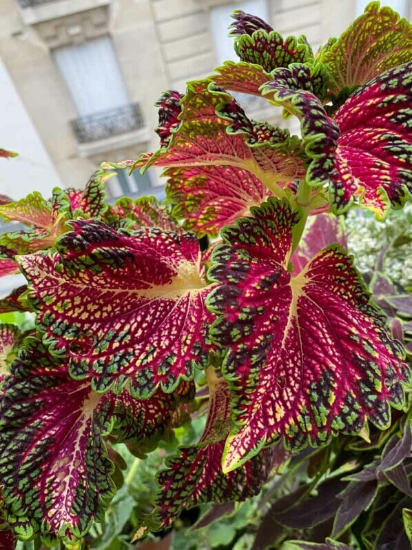 Potée de coléus (Solenostemon) en fin d'été sur mon balcon parisien, Paris 19e (75)