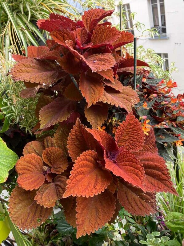 Potée de coléus (Solenostemon) en fin d'été sur mon balcon parisien, Paris 19e (75)