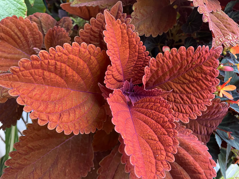 Potée de coléus (Solenostemon) en fin d'été sur mon balcon parisien, Paris 19e (75)