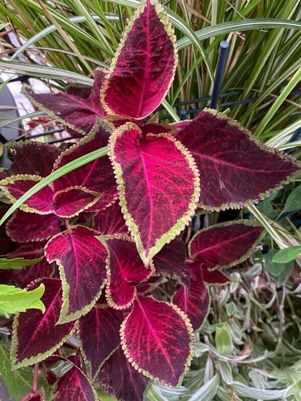 Potée de coléus (Solenostemon) en fin d'été sur mon balcon parisien, Paris 19e (75)