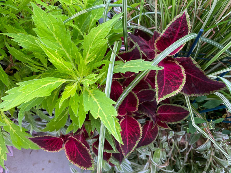Potée de coléus (Solenostemon) en fin d'été sur mon balcon parisien, Paris 19e (75)
