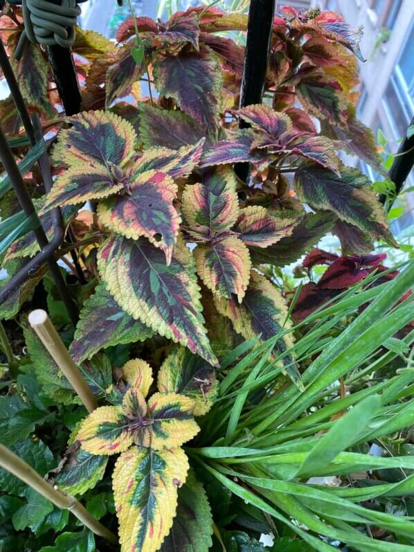 Potée de coléus (Solenostemon) en fin d'été sur mon balcon parisien, Paris 19e (75)