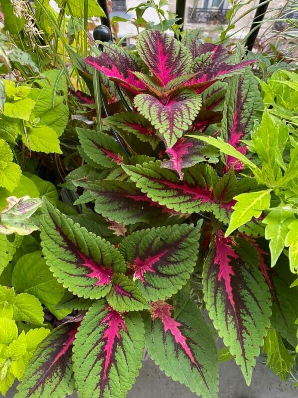 Potée de coléus (Solenostemon) en fin d'été sur mon balcon parisien, Paris 19e (75)