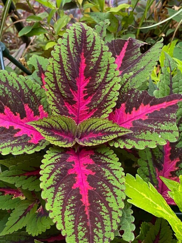 Potée de coléus (Solenostemon) en fin d'été sur mon balcon parisien, Paris 19e (75)