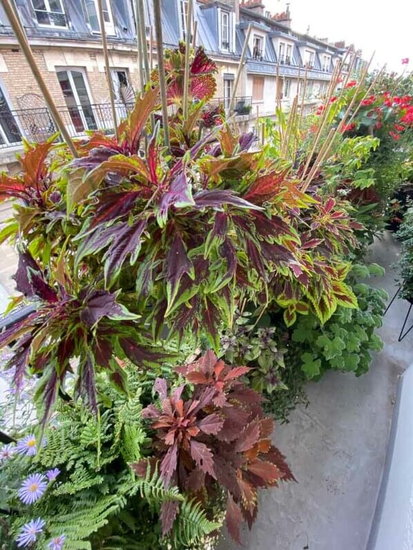 Potée de coléus (Solenostemon) en fin d'été sur mon balcon parisien, Paris 19e (75)