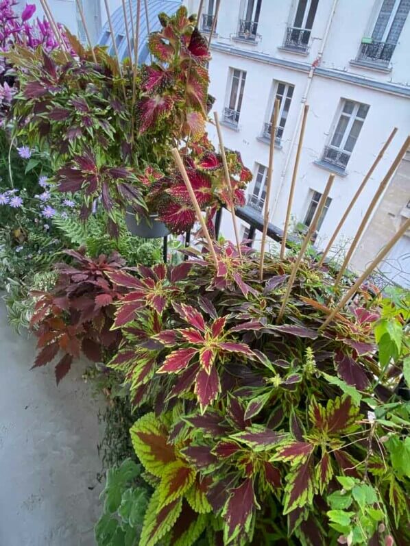 Potées de coléus (Solenostemon) en fin d'été sur mon balcon parisien, Paris 19e (75)