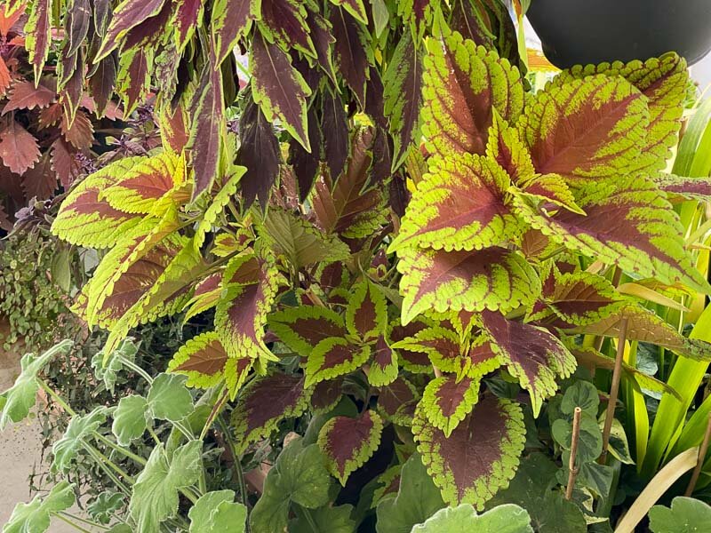 Potée de coléus (Solenostemon) en fin d'été sur mon balcon parisien, Paris 19e (75)
