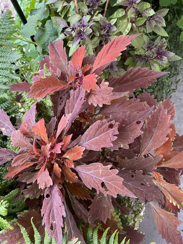 Potée de coléus (Solenostemon) en fin d'été sur mon balcon parisien, Paris 19e (75)