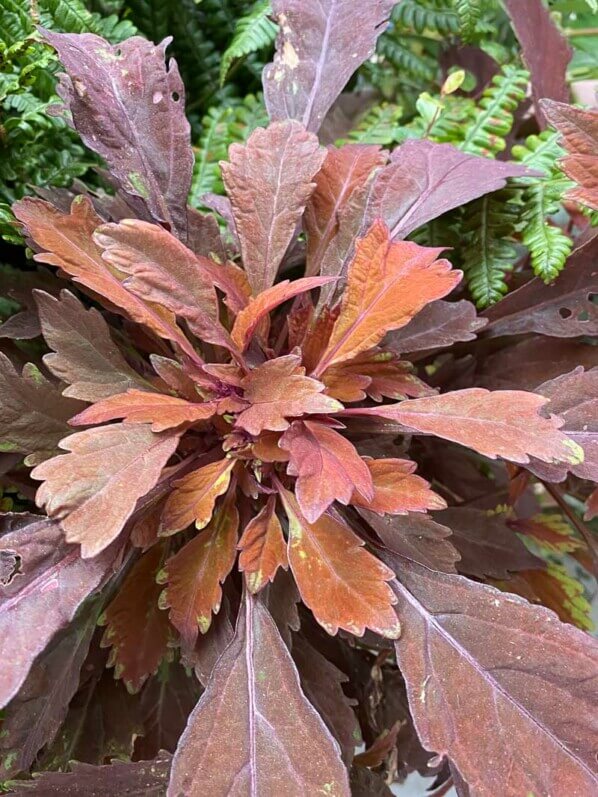 Potée de coléus (Solenostemon) en fin d'été sur mon balcon parisien, Paris 19e (75)