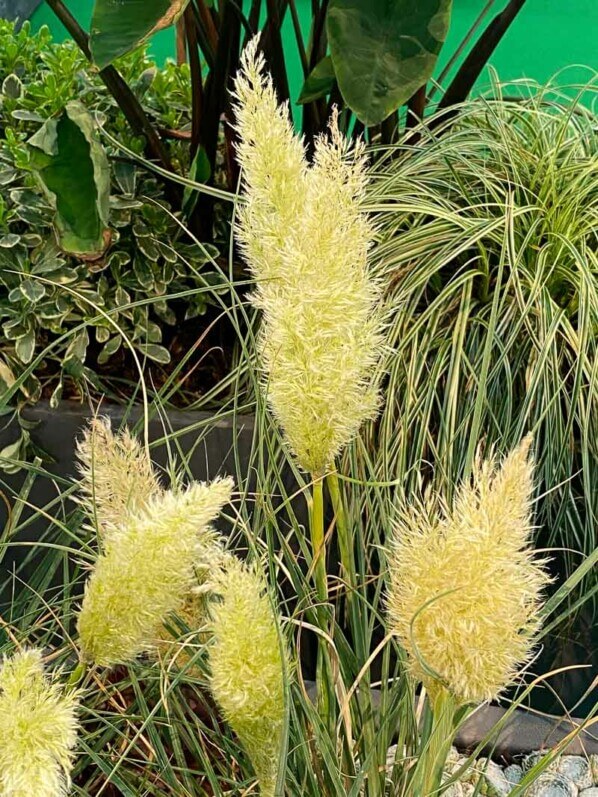 Cortadera selloana 'Tiny Pampa', Salon du Végétal, parc des expositions, Angers (49)