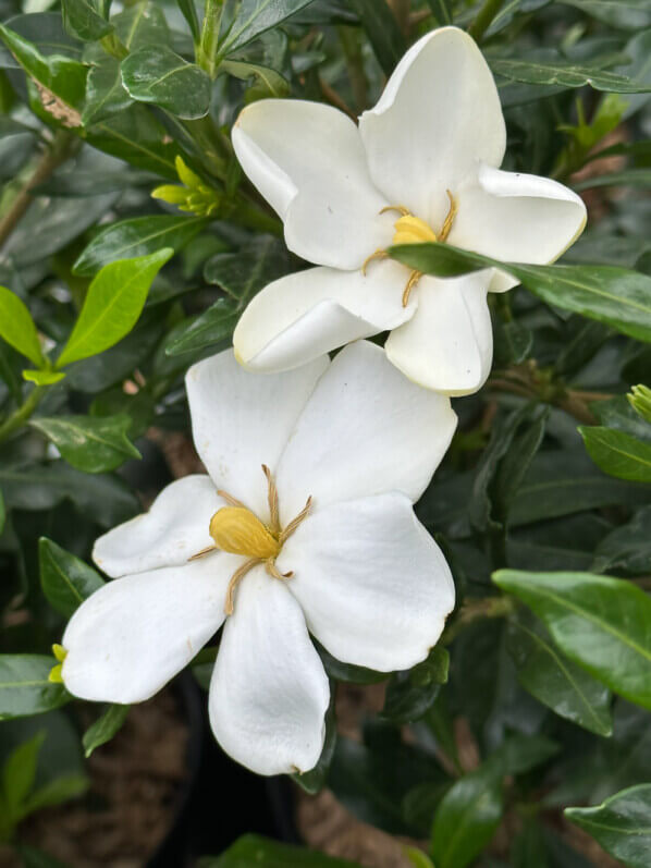 Gardenia jasminoïdes 'Sweet Heart', Pépinière Végétal 85, Fête des plantes automne, Domaine de Saint-Jean de Beauregard, Saint-Jean de Beauregard (91)